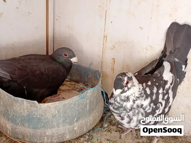 جوز نخب تبارك الرحمن