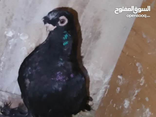 بسم الله والصلاه على رسول الله فحول طيور حمام وجواز للبيع