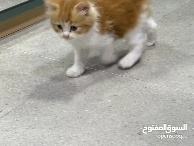 Persian Cat