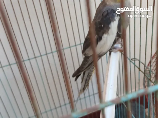 كوكتيل حبشي