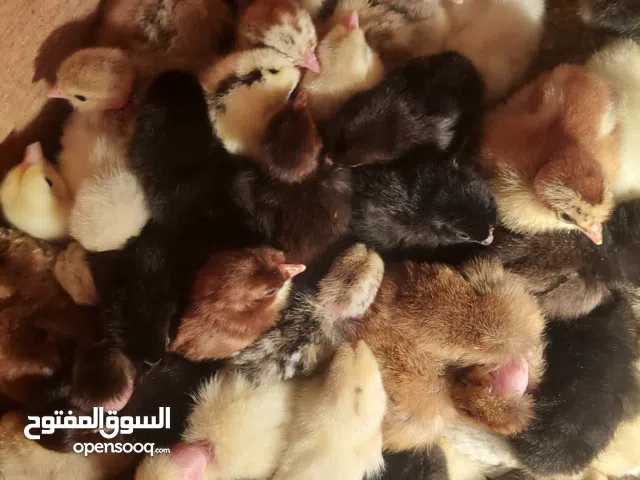 يتوفر فروخ بحريني بكميات