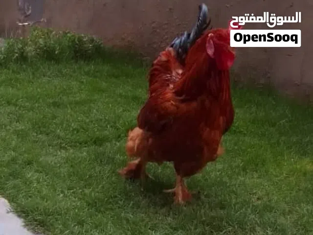 فروج  عدد 2