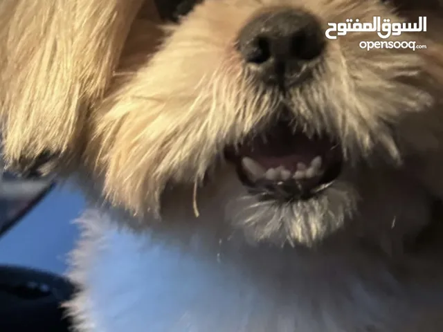 شتزو ذكر سنتين
