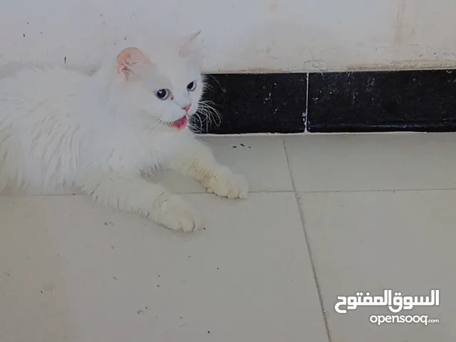 قطه شيرازي فول الفه تخبل