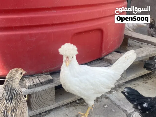 متاح 20 زوج 5 افرك ابيض