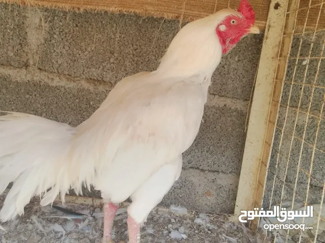 دجاج بكستاني