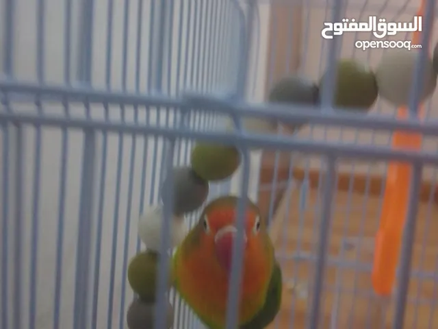340عبدالعزيز