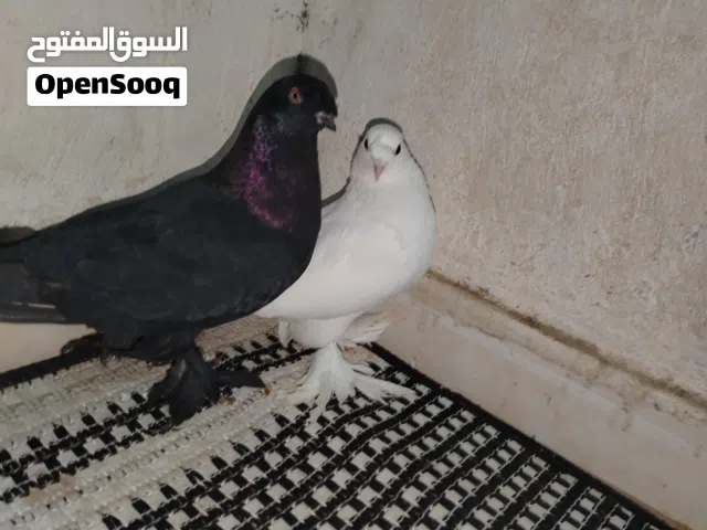 موجود جواز حمام بسعر حلوو + الرقم ال بعلان مش رقمي يجماعة