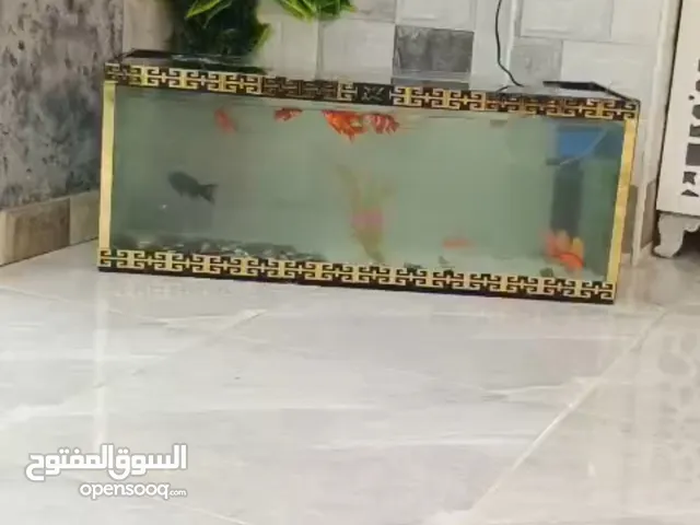 عندي حوض سمك زجاج ثقيل جميل جدا ارتفاع 40 عرض 100 مناسب للاطفال وقوي