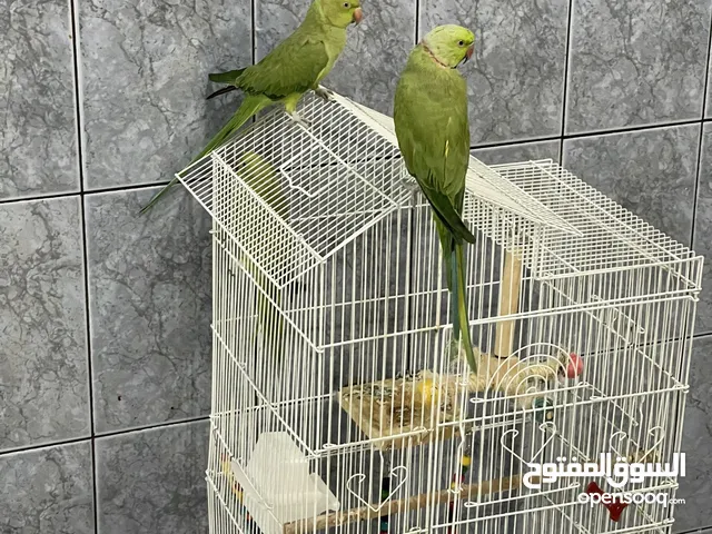 Parrot for sale