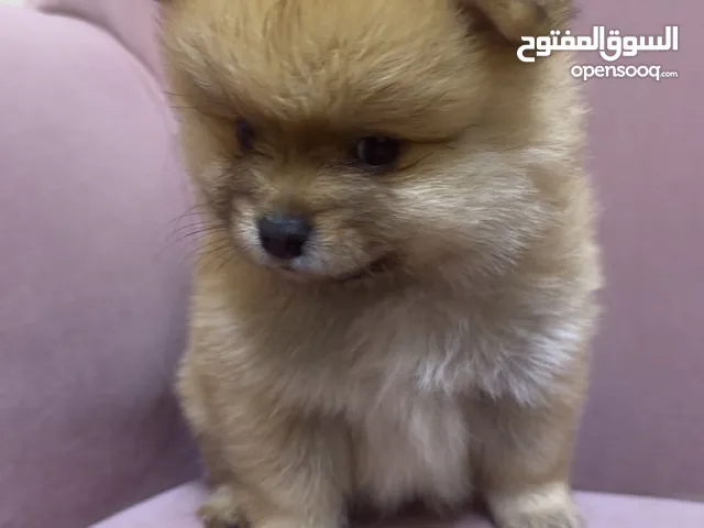 Pomeranian 2 male 2 famil