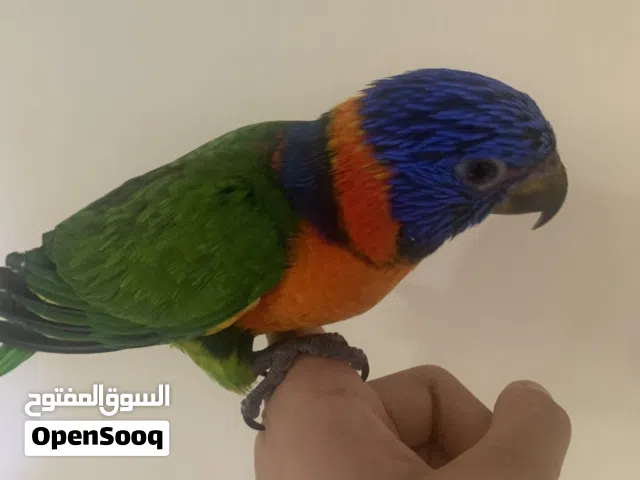 ببغاء لوري ملون