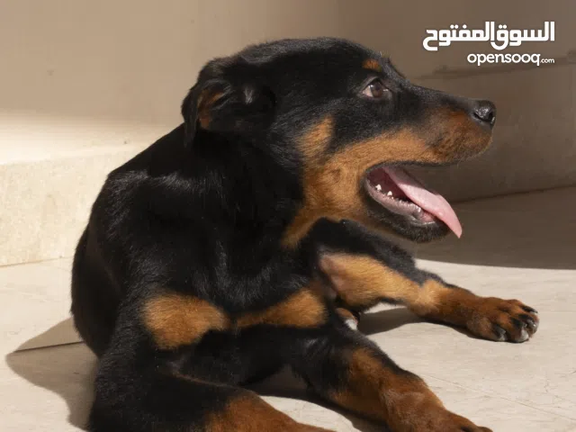 روت وايلر جرو بسعر مغري جدا..حاصل على جميع اللقاحات اللازمه وجرعه الدود ومايكروشيب