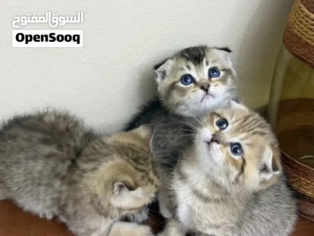 سكوتش فولد