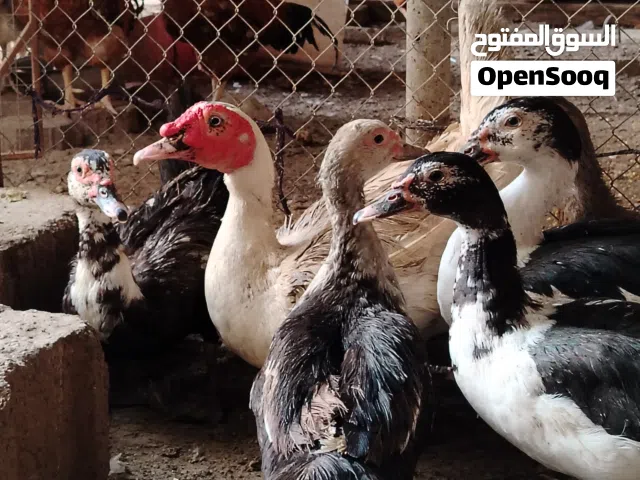 للبيع بط مصري منتجات