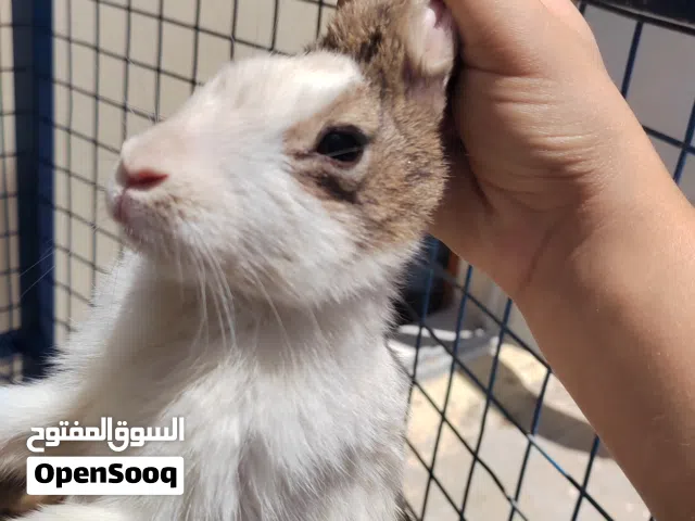 زوج ارانب بلدي ب3800 بصحه جيده