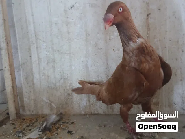 فحل سلفر الماني اصفر