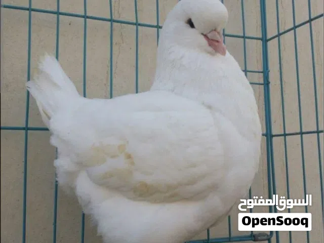 مطلوب جواز كنج تواصل واتساب