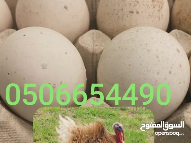 tarky eggs. 1 tray 60 Dhe