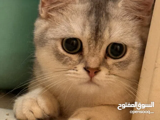 Rare Gorgeous Scottish straight kitten