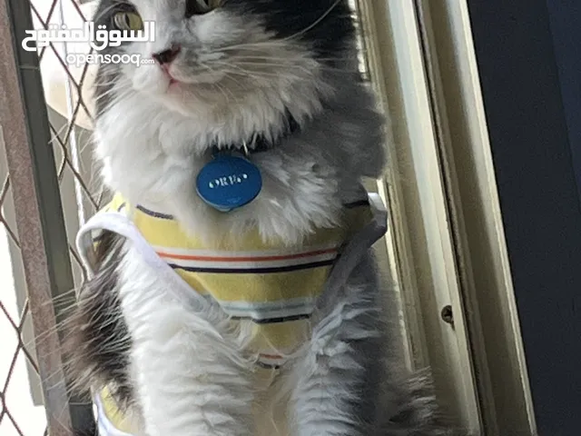 A Mix Persian male cat is up for adoption