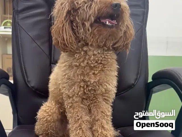 بسعر مغري جدا بودل ذكر مع جميع المطاعيم اللازمه وجرعه الدود ومايكروشيب