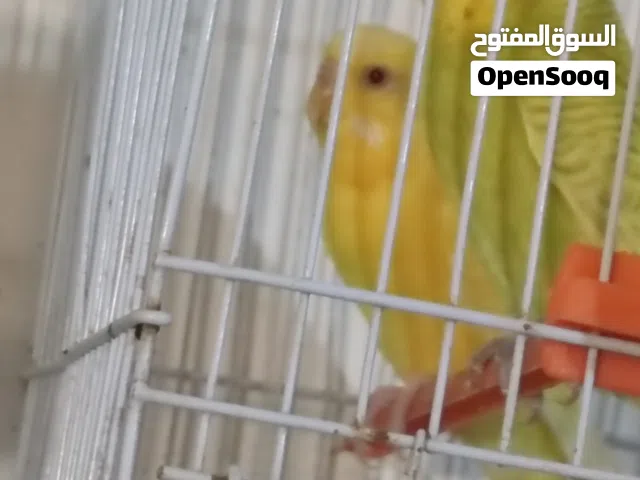 السلام عليكم كوبيه ربي يبارك سعر كزيوني