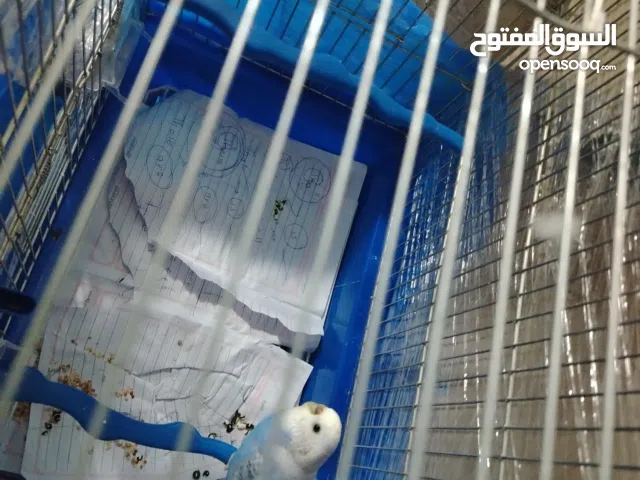 عصافير الحب فقط انثى بدون ذكر للبيع