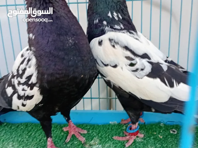 متاح جوزين شغالات الكنقات تحتيهم بيض المزاهير بطاردو ع بيض موجودات في مادبا بوصلو عمان المقابلين