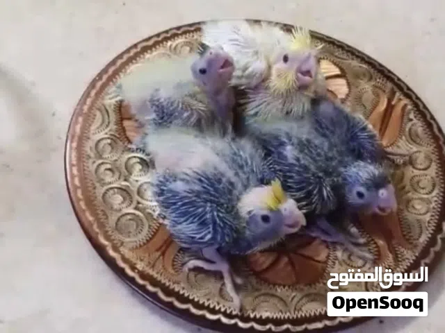 4 افراخ كوكتيل بصحه جيده جاهزات للتربيه