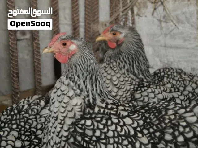 صوص بلايمث روك و صوص وندوت سلفر عمر من اسبوع الى اسبوعين للبيع
