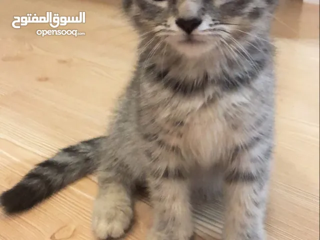 قطة بريتش قصيرة رمادي