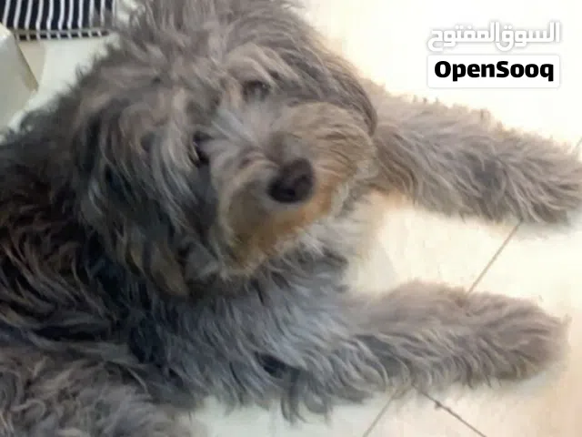 كلب مالتيز ذكر رمادي مفقود في الدمام حي المزروعية
