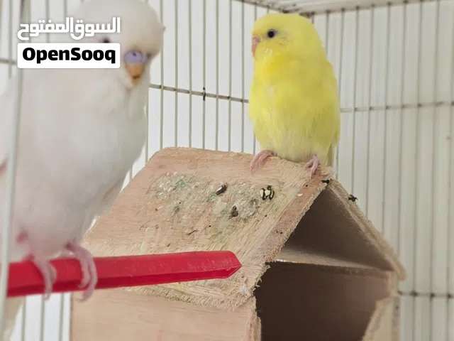 زوج بادجي ربوة للبيع