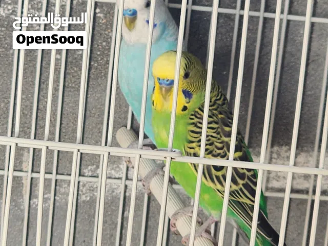 ذكور بادجي سبلت للبيع