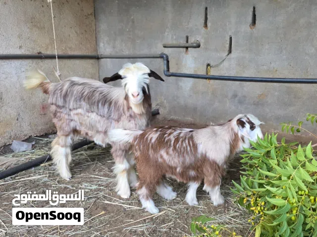 بسم الله م شاءالله