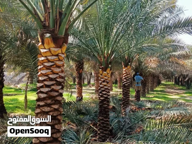 Date palm _ نخلة التمر