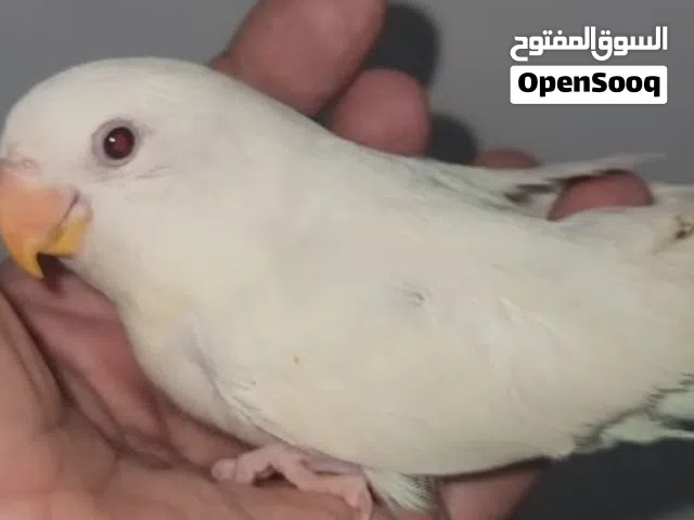 فرخ لوفبيرد البينو عيون حمر نهايه الغر