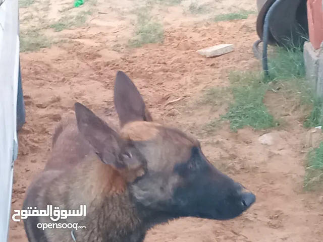 كلب مالينوا للبيع
