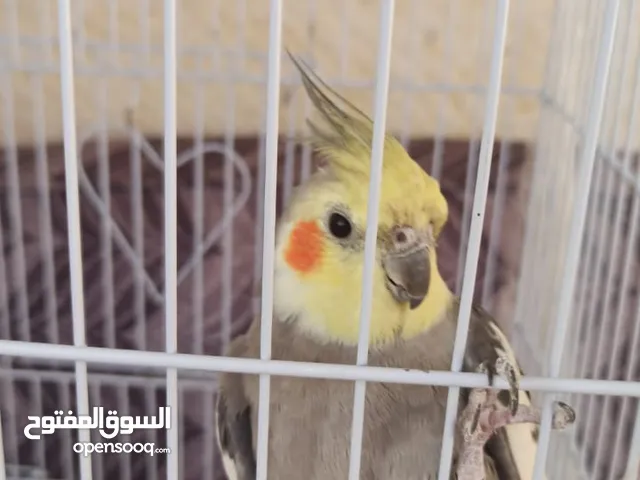 طائر كوكتيل