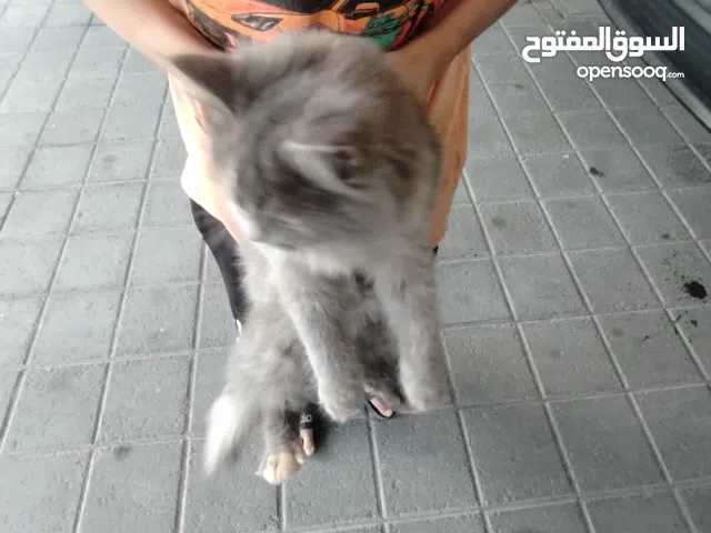 قطه شيرازيه