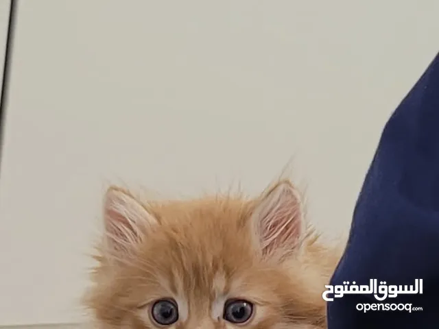 للتواصل واتس البسه لعوب بجنن و حركي كتير مشاءالله هو كتن متعود على اكل بيت ما بغلب