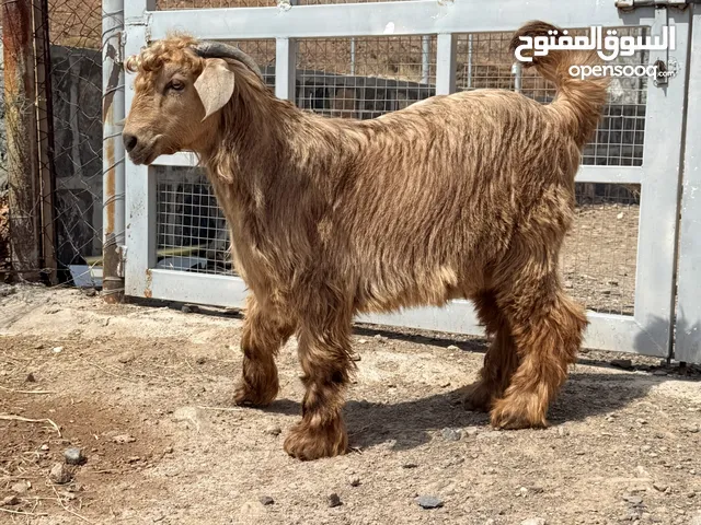 صخل عماني للبيع