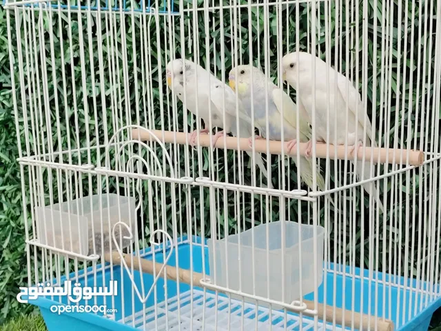 للبيع 3 حبات باجي(طيور حب لون ابيض اسود _ ابيض بينو _ريمبو ) ويلعب و ويغرد وشرط الصحه والريش