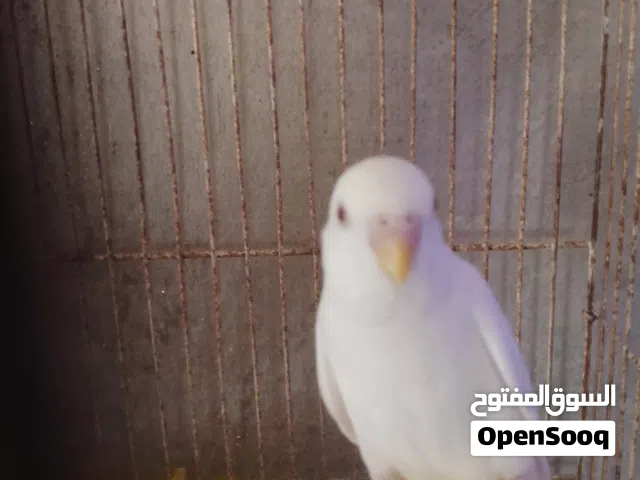 السلام عليكم موجود بفضل الله جواز حب انواع فخمه بسم الله ماشالله تبارك الرحمان اقرا الوصف