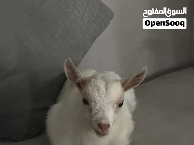 الماعز القزم-ذكر- شهر ونص