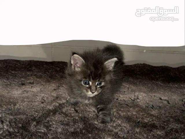 للبيع قطط مينكون ذكور