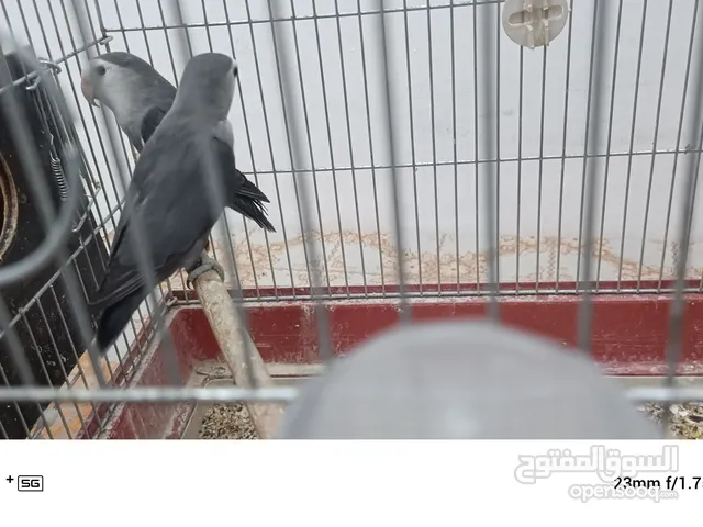 جوز روز وايت فيس محجل الاردن مع قفص اربع معالف وكوخ قريب يبيضو