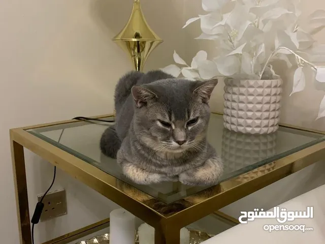 قط ذكر العمر 1 و 6 اشهر للتبني
