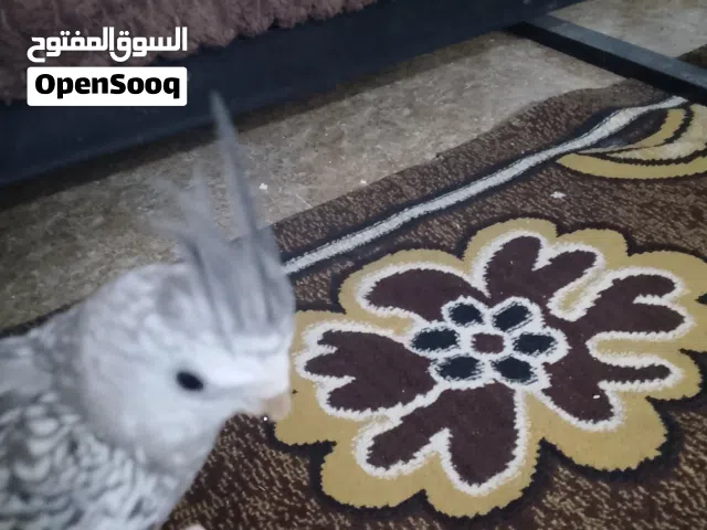 عصافير كوكتيل